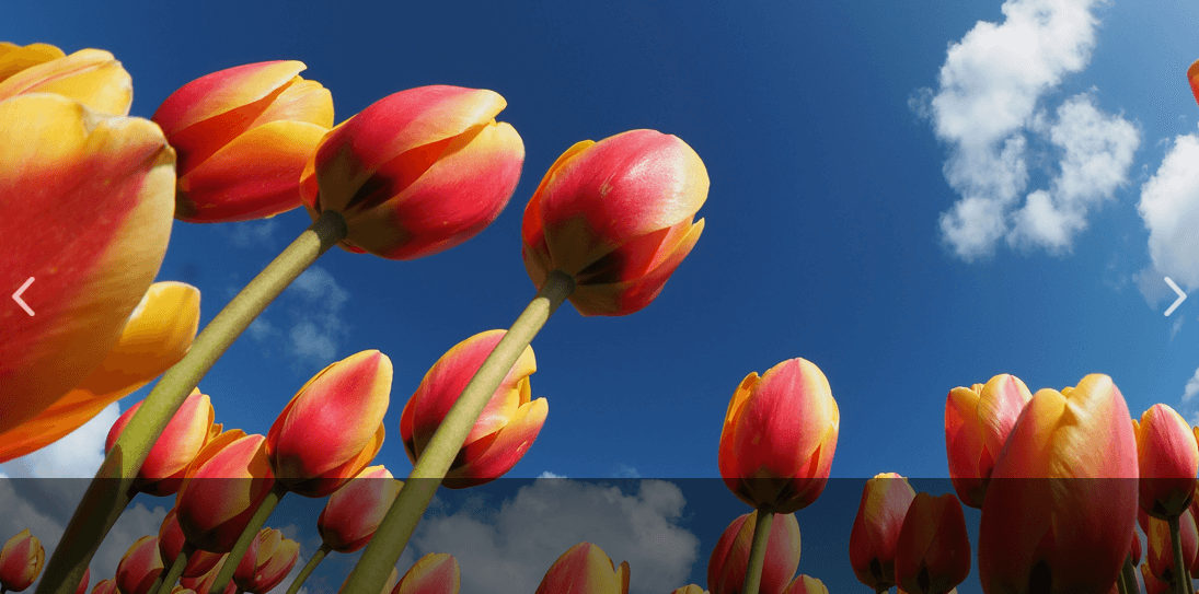 태안 튤립축제 기간