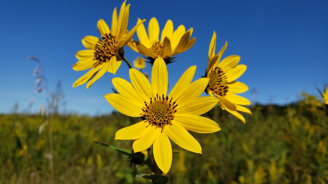 Jerusalem artichoke.