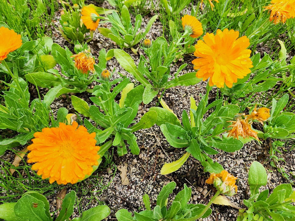 금잔화