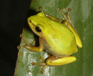 양서류 입양 전 알아야 할 필수정보