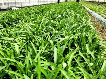 공심채 재배 여름 재배 물 충분 배수 필수_10