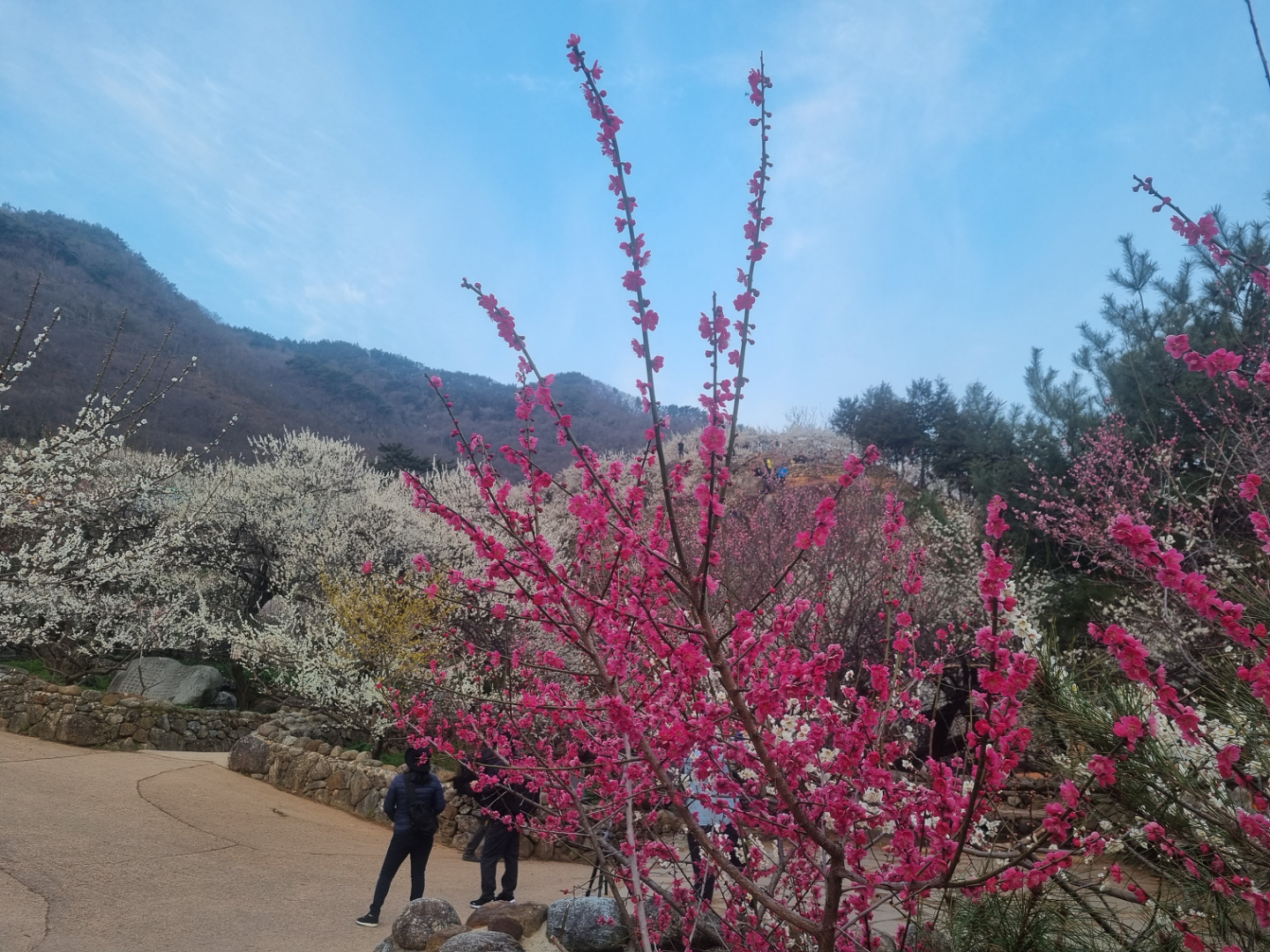 매화와 파란 하늘 사진 ('24.3)