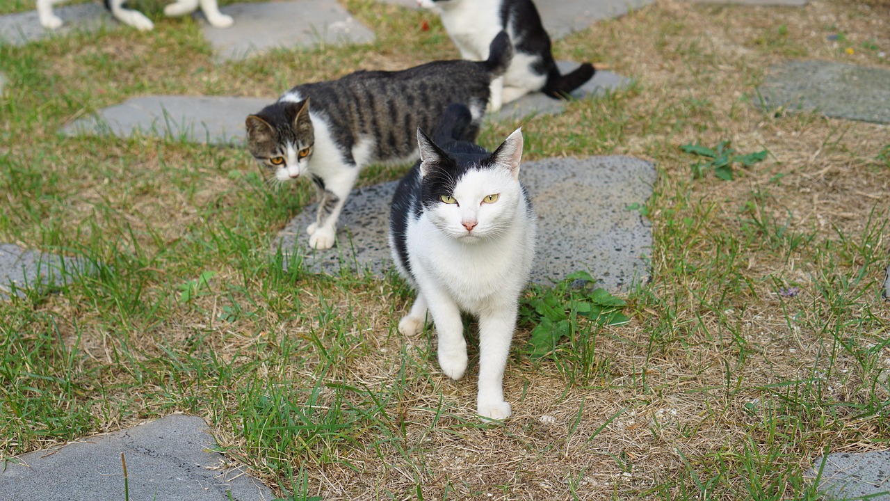 길 고양이