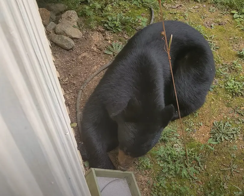 아파트에서 곰 발견