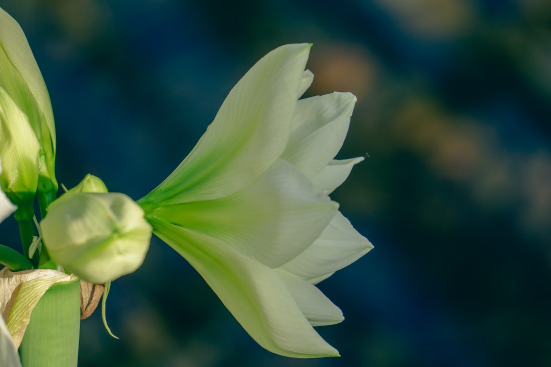 Purity