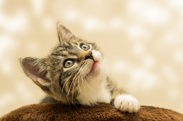 24시-동물병원-찾기