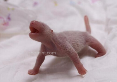 푸바오 중국 실시간 영상, 최근 소식