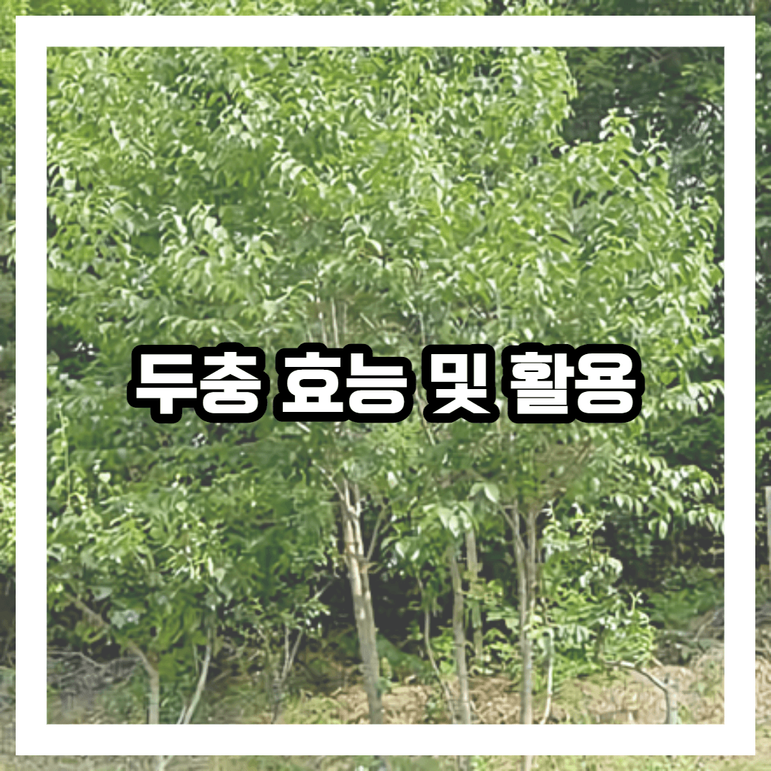 두충나무 사진