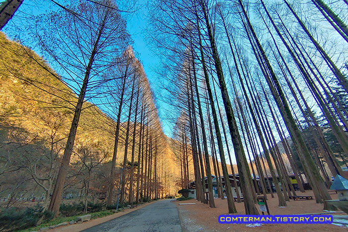 장태산 자연휴양림 메타세콰이어길