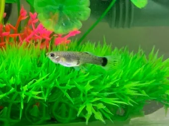 구피 키우기와 건강하게 번식시키는 팁_24