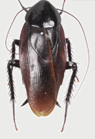 바퀴벌레 방역업체 가격