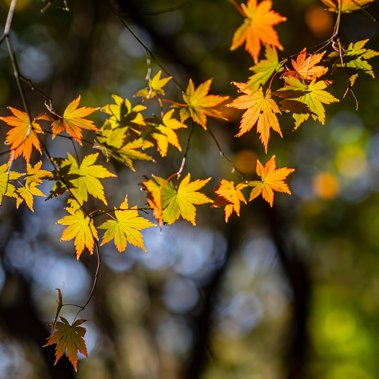 늦가을 담장 아래에서 콩타작하던 마당의 하루