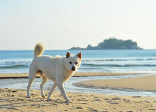 진돗개/출처:어도비스톡