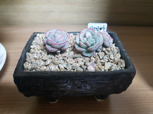 다육식물 종류와 관리 방법 (물주기, 햇빛 관리, 품종)