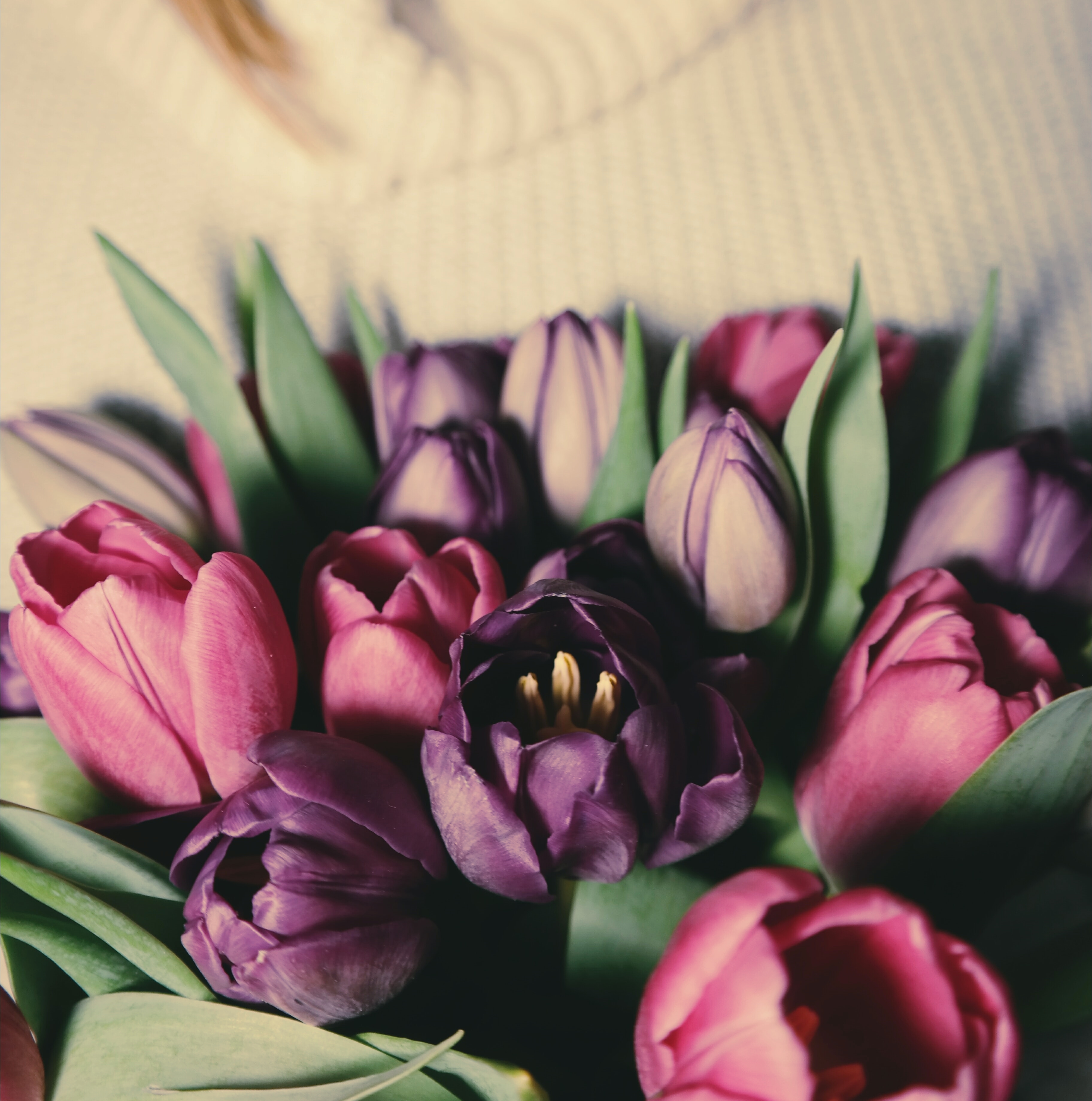 다양한 색상의 튤립