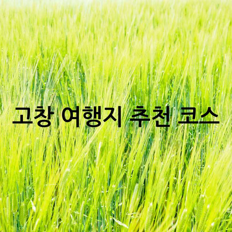 고창 청보리밭 축제 2025