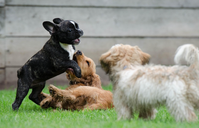 반려동물 케어 &amp; 제품 D2C 브랜드 &ndash; 펫 이코노미의 시대
