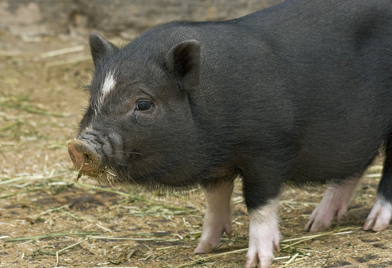 검정돼지가-나오는-꿈