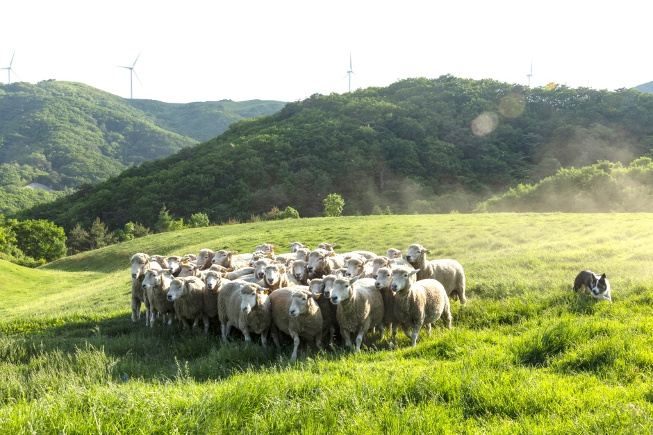 평창 가볼만한곳 베스트10
