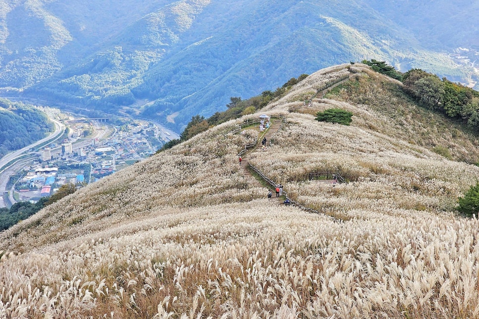 민둥산 억새