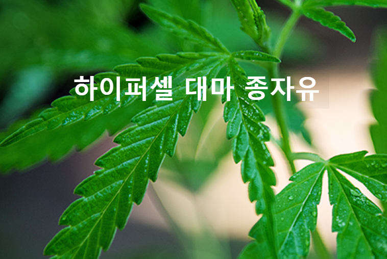 하이퍼셀 대마종자유 골드 효능