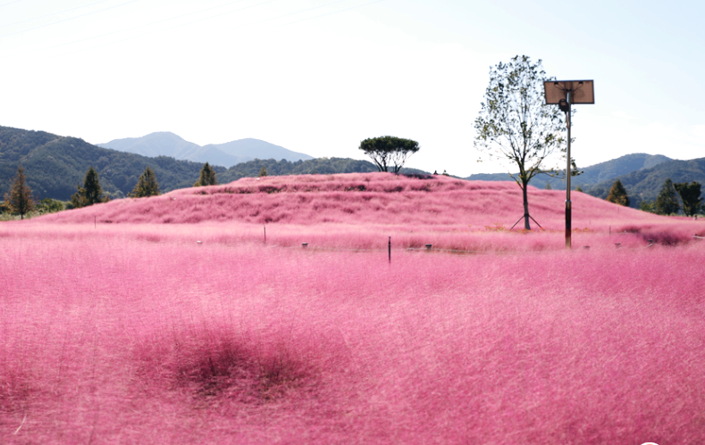 소양체육공원 핑크뮬리