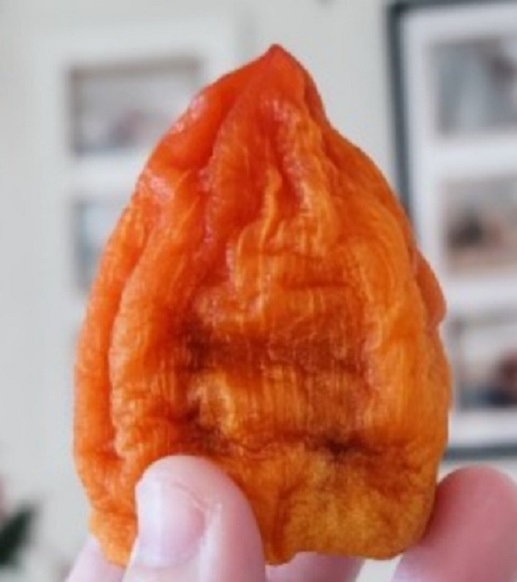 6시내고향-상주-곶감-배용식-구릿뜰농원