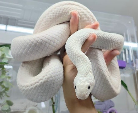 피흘리며 뱀을 죽이는 꿈