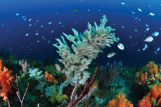 천연기념물 제 442호-제주연안 연산호 군락