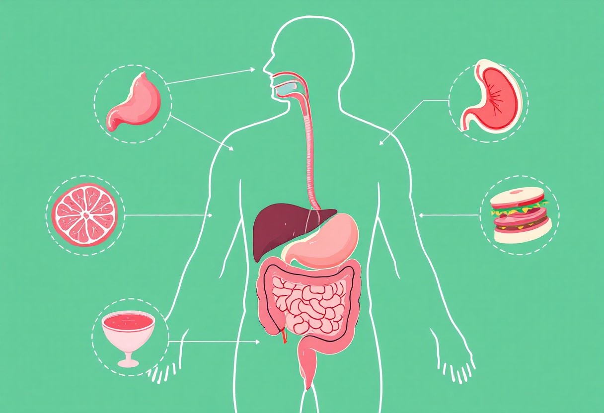 내부 장기 주변에 쌓인 내장지방의 의학적 삽화. 내장지방이 위험한 이유를 설명하는 이미지