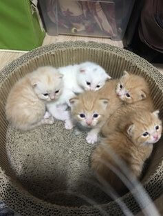 황색-네마리와-흰색-한마리-새끼-고양이가-바구리에-담ㅁ겨-눈을-반짝이며-쳐다보는-귀여운-모습