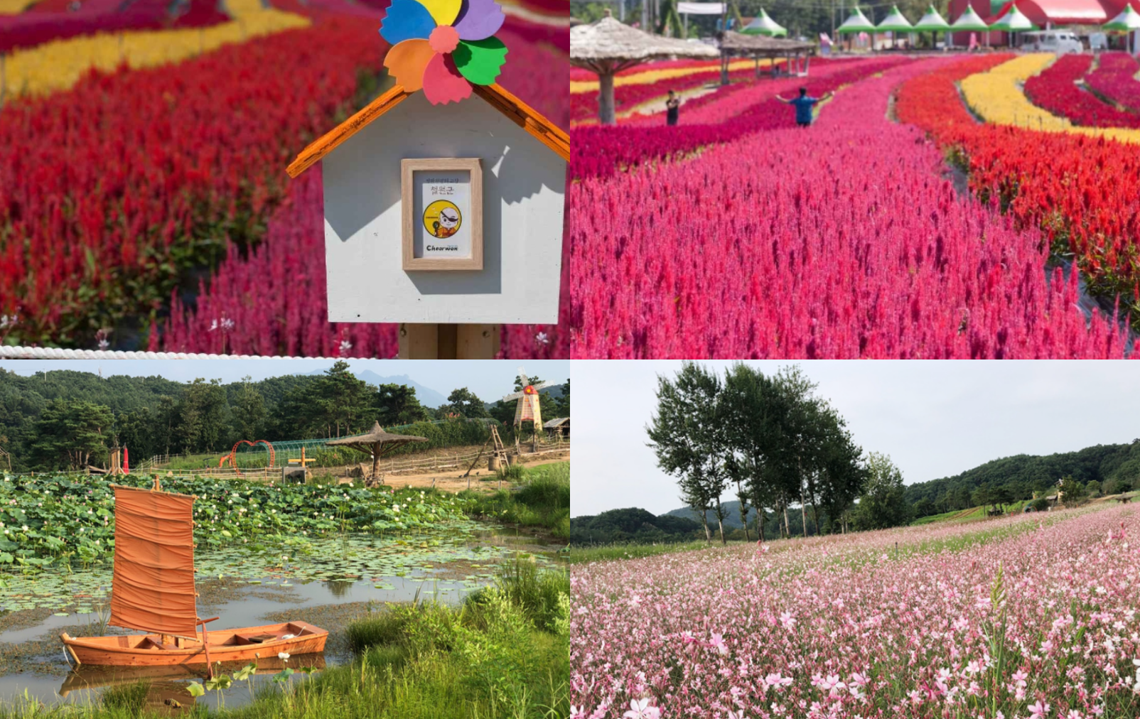 고석정 꽃밭 축제