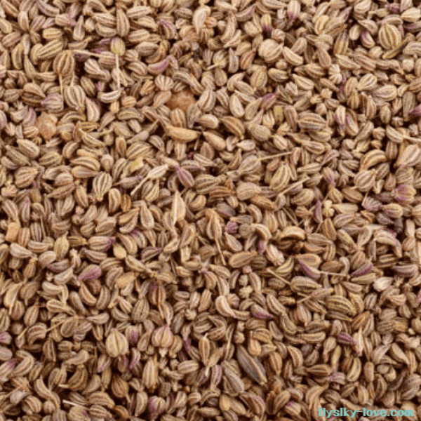 향신료 캐롬 씨앗