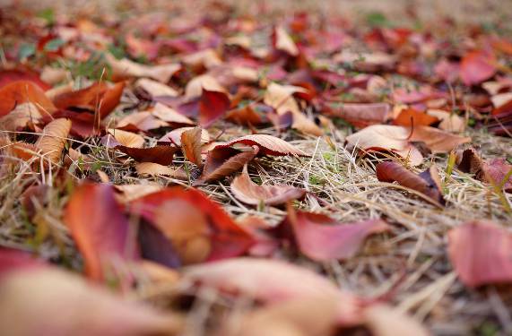 러브버그 퇴치방법