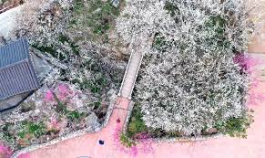 광양 매화축제 사진 광양 매화랜드 양양송이축제 광양 매화마을 숙박 광양 매화꽃 개화시기 광양 매화축제 주차장 광양 매화축제 주차 광양 매화마을 펜션 전남광양매화축제 광양 매화축제 시기 광양 매화축제기간