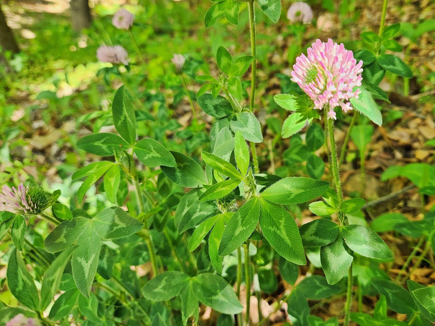 붉은토끼풀 Red Clover