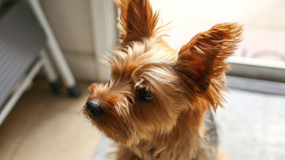 강아지 호흡곤란 증상에 대처하는 방법