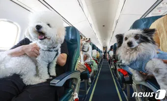 제주 반려견과 함께 가기 좋은 펫프렌들리 숙소 리스트_4