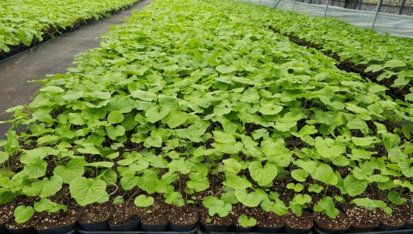 와사비-추출물-다이어트-효과