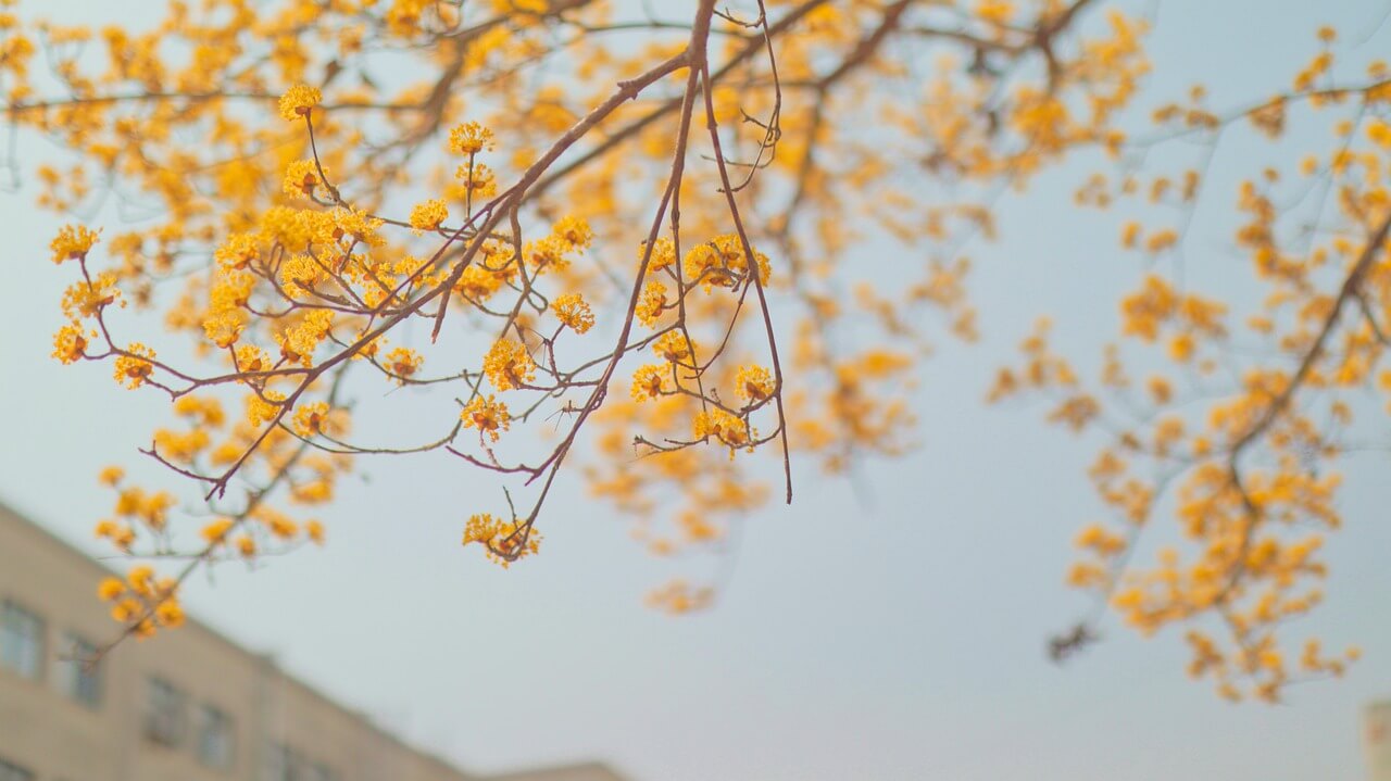 구례 산수유꽃 축제기간