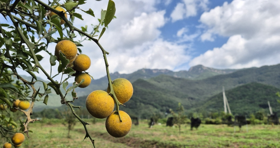 야생의 탱자나무에서 잘 자라고 있는 노란색의 탱자열매를 확대를 하여 찍은 사진