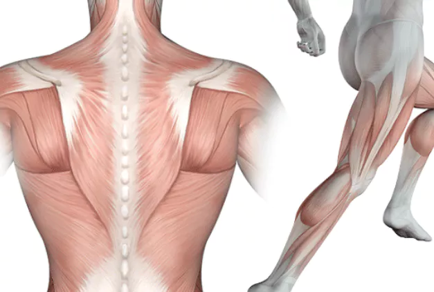 콜라겐의-효능-콜라겐-부작용-건강