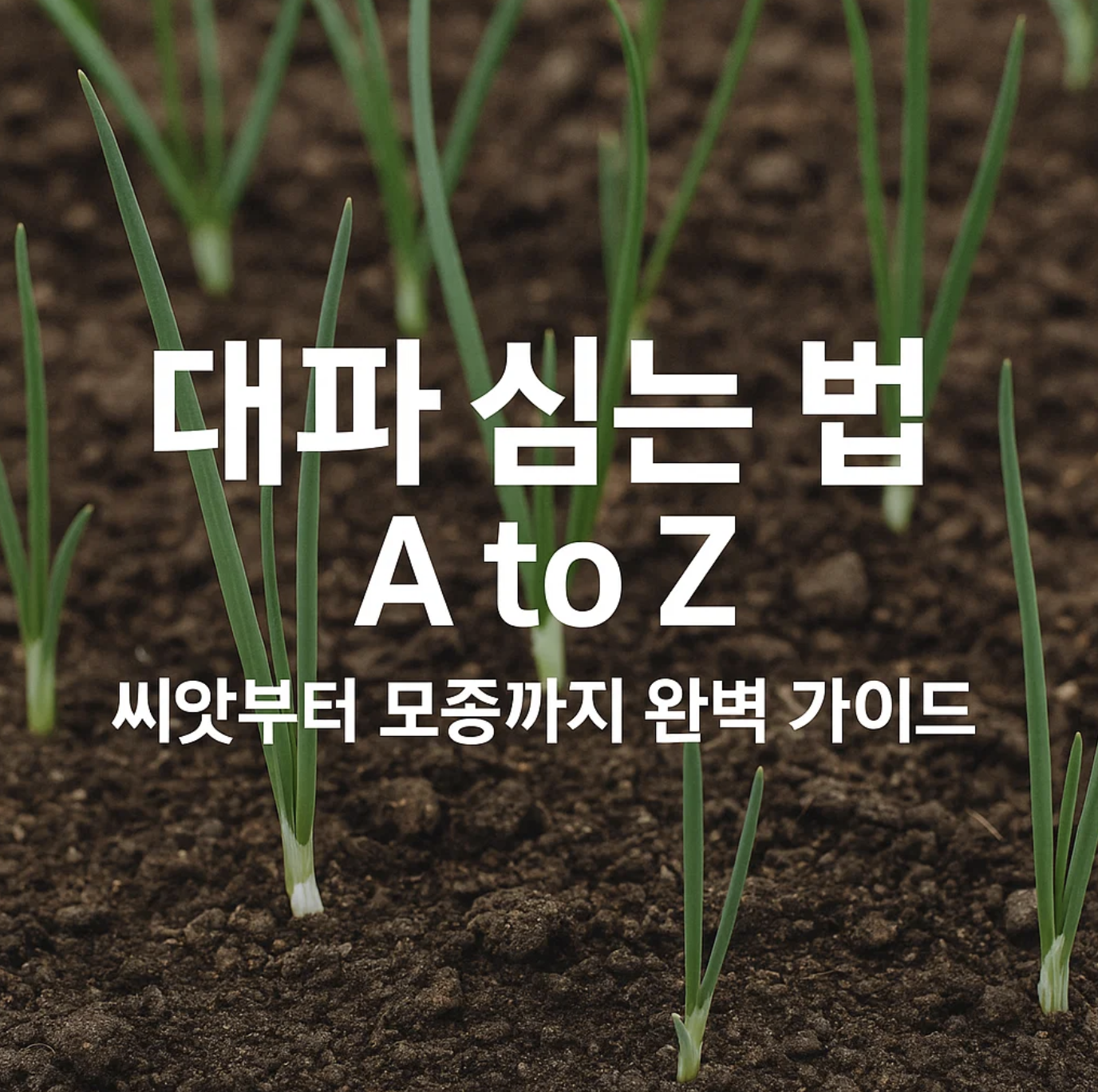 대파 심는 법 A to Z, 씨앗부터 모종까지 완벽 가이드