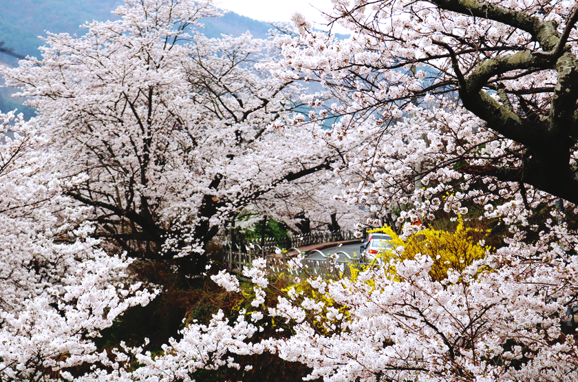 썸 타기 좋은 혼례길, 2026 하동 벚꽃축제 필수 체크: 주차&middot;교통&middot;개화 상황 실시간 확인