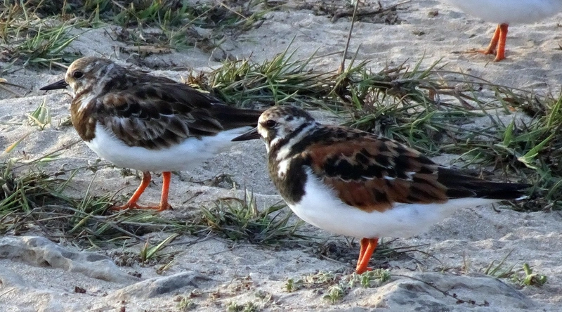 임피던스(Impedance)의 중요성