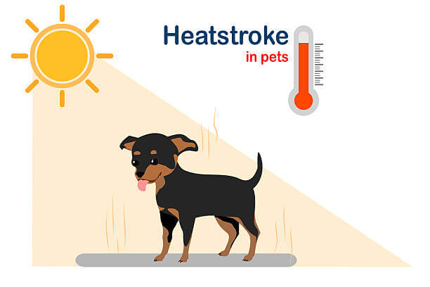 강아지 여름철 열사병 예방법! 우리 아이 안전하게 지키는 꿀팁