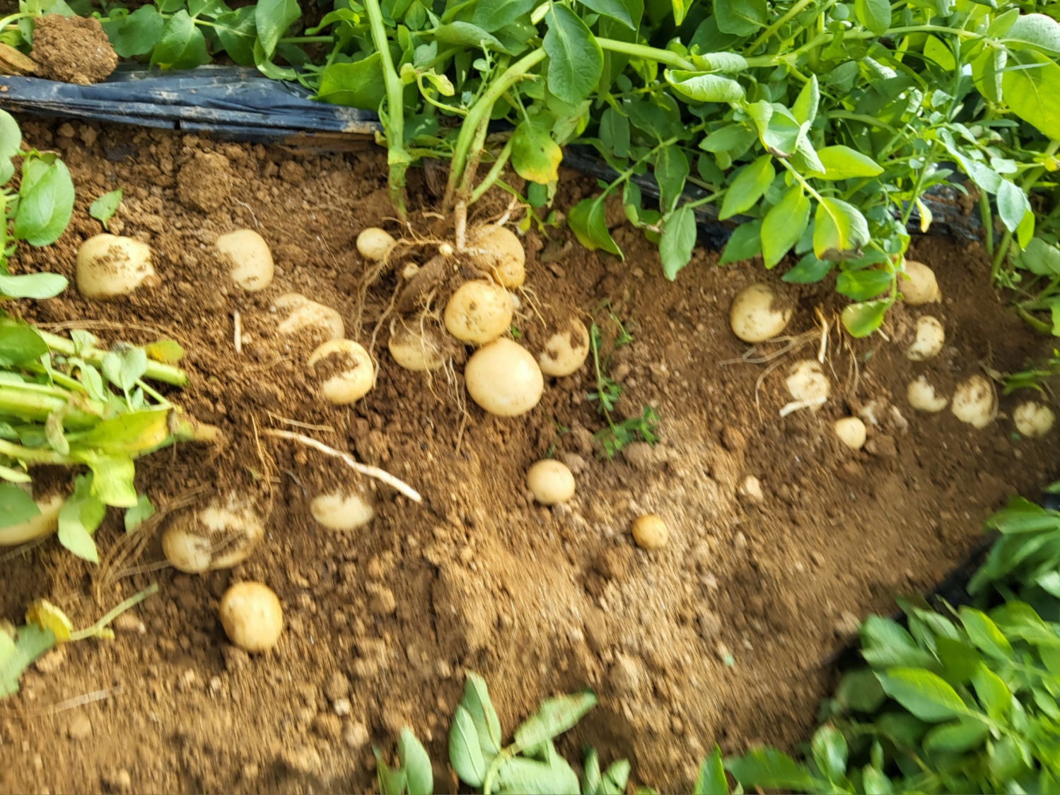 감자 캐는 시기, 감자 수확 시기와 효과적인 감자 수확 방법