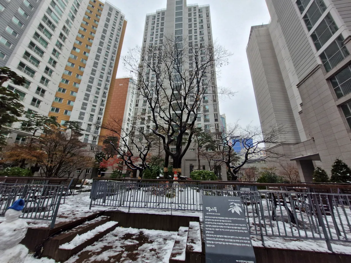 하얀눈내린-아파트단지-가운데에-있는-팽나무
