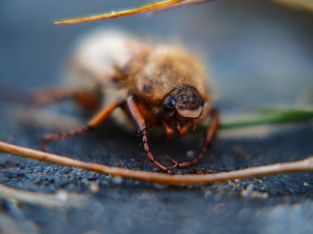 Insect.