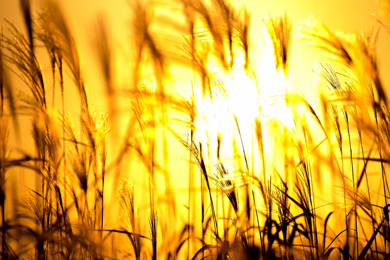 역광으로 촬영한 억새 실루엣